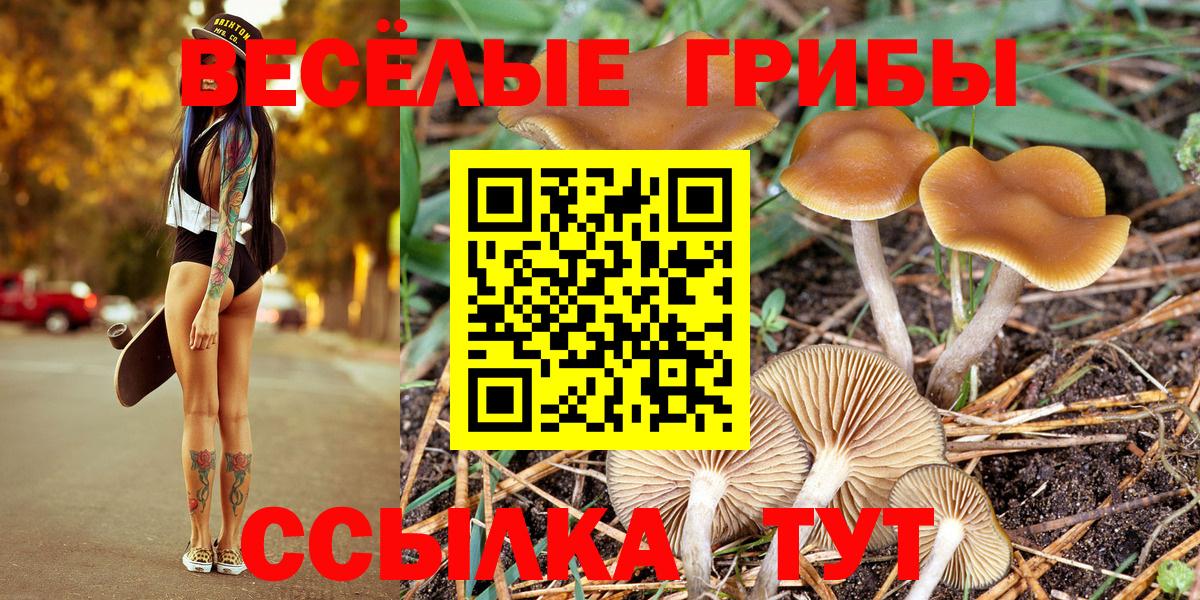 Псилоцибиновые грибы Psilocybe Сыктывкар
